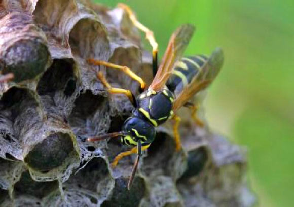 The Swiss paper wasp, Polistes helveticus. Image credit: Neumeyer R et al.