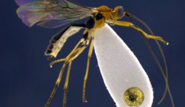 The newly discovered wasp Aleiodes shakirae. Image credit: Eduardo Shimbori.