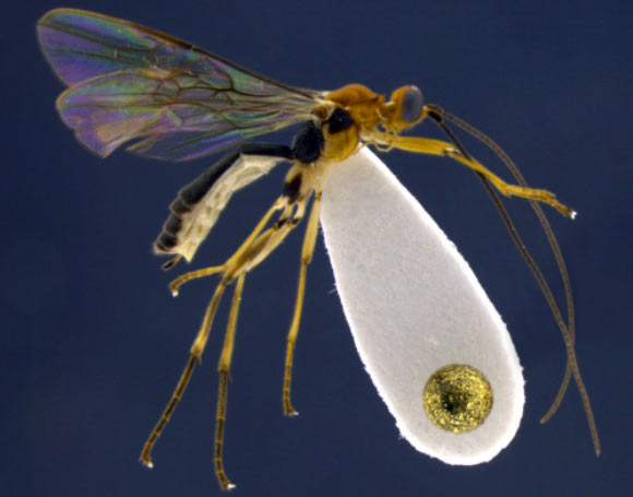 The newly discovered wasp Aleiodes shakirae. Image credit: Eduardo Shimbori.