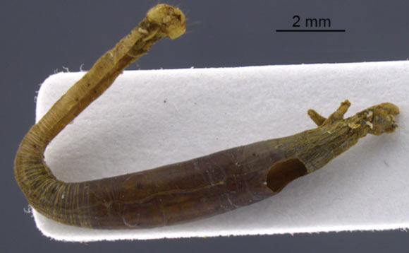 Mummified caterpillar with abdominal bending, parasitized by the newly discovered wasp Aleiodes shakirae. Image credit: Shimbori EM / Shaw SR.