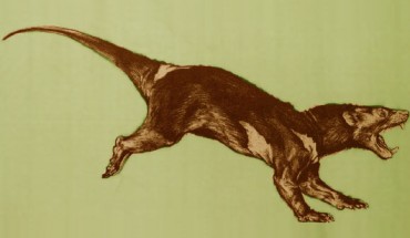 This image shows Arctodictis sinclairi. It belonged to the same order of mammals as the newly discovered Bolivian species. Image credit: Analia M. Forasiepi.