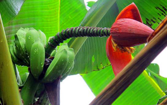 Musa arunachalensis. Image credit: Sreejith PE et al.