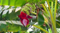 Musa acuminata. Image credit: Miya M. / CC BY-SA 3.0.
