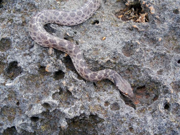 The Clarion Nightsnake, Hypsiglena unaocularus. Image credit: Daniel Mulcahy.