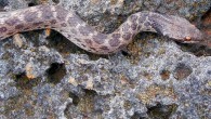 The Clarion Nightsnake, Hypsiglena unaocularus. Image credit: Daniel Mulcahy.