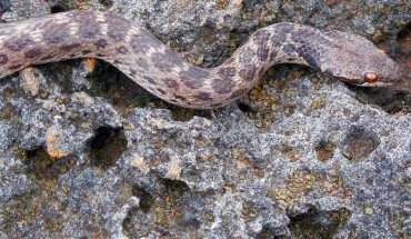 The Clarion Nightsnake, Hypsiglena unaocularus. Image credit: Daniel Mulcahy.