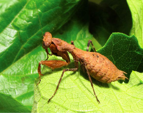 Dystacta tigrifrutex, female. Image credit: Tedrow R et al.