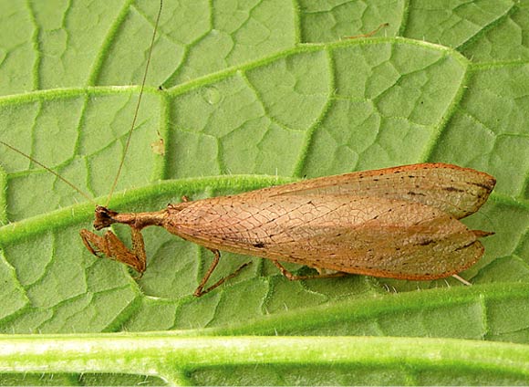 Dystacta tigrifrutex, male. Image credit: Tedrow R et al.