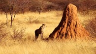 Termite mound. Image credit: Lothar Herzog / CC BY 2.0.
