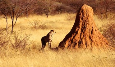 Termite mound. Image credit: Lothar Herzog / CC BY 2.0.