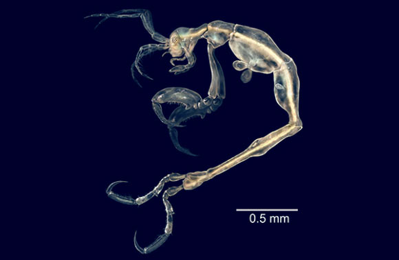 Liropus minusculus, male. Image credit: SINC / J.M. Guerra-García.