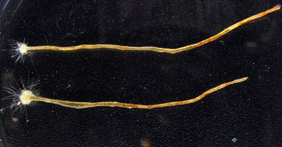 Two specimens of Spiculosiphon oceana. Image credit: Manuel Maldonado.
