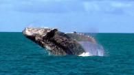 Humpback whale (Megaptera novaeangliae). Image credit: Marina C. Vinhal / CC BY 2.0.