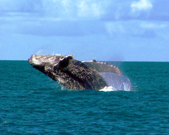 Humpback whale (Megaptera novaeangliae). Image credit: Marina C. Vinhal / CC BY 2.0.