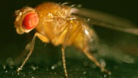 The fruit fly, Drosophila melanogaster. Image credit: University of North Carolina at Chapel Hill.