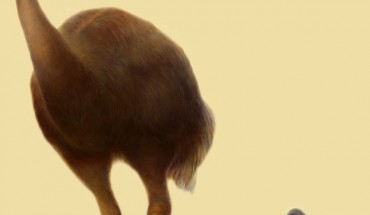 The elephant bird Aepyornis maximus, left, and a male and a juvenile of the Great spotted kiwi, Apteryx haastii. Credit: Delaware Museum of Natural History / John Gerrard Keulemans.