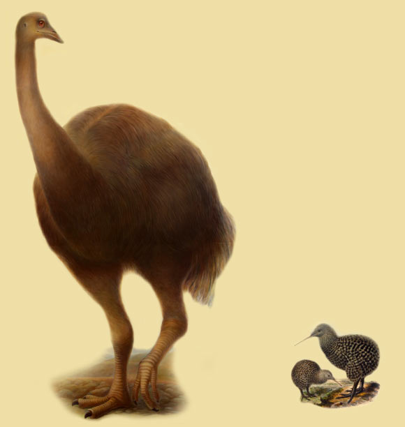 The elephant bird Aepyornis maximus, left, and a male and a juvenile of the Great spotted kiwi, Apteryx haastii. Credit: Delaware Museum of Natural History / John Gerrard Keulemans.