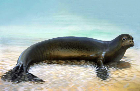 This is an artist's impression of the recently extinct Caribbean monk seal. Image credit: Peter Schouten.