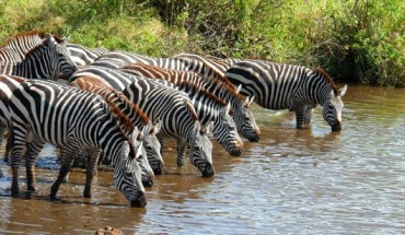 The round-trip, straight-line migration distance covered by several thousand Burchell's zebras is greater than that covered by wildebeests during their well-known seasonal journey in Serengeti. Image credit: Haplochromis / CC BY-SA 3.0.