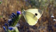 The Southern Small White (Pieris mannii) in Madrid, Spain.