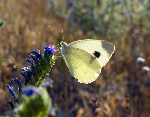 The Southern Small White (Pieris mannii) in Madrid, Spain.