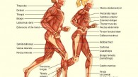 Human muscular system.