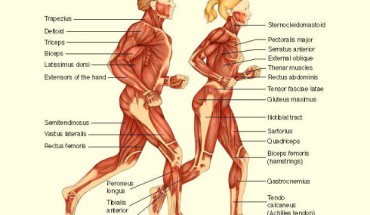 Human muscular system.