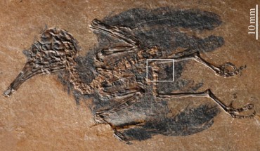 This image shows the skeleton of Pumiliornis tessellatus from the middle Eocene; framed area indicates position of stomach contents. Image credit: Gerald Mayr / Volker Wilde.
