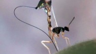 Parasitic fig wasp Apocrypta westwoodi on a fig. Photo credit: Lakshminath Kundanati.