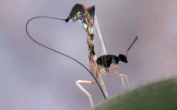 Parasitic fig wasp Apocrypta westwoodi on a fig. Photo credit: Lakshminath Kundanati.