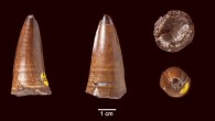 A tooth of Dakosaurus maximus in lingual, labial, basal and apical view. Scale bar - 1 cm. Image credit: Mark T. Young et al.
