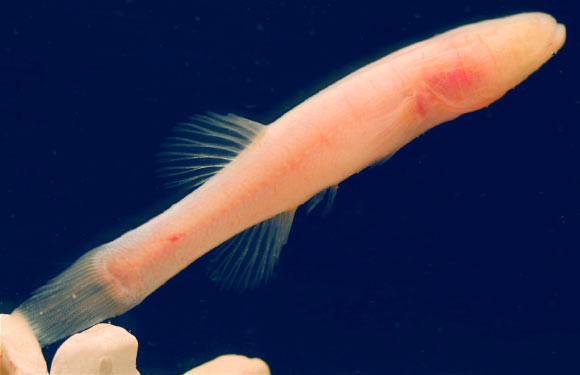 Amblyopsis hoosieri in life, 6.1 cm long. Image credit: M.L. Niemiller.