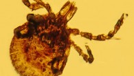 This tick trapped in a piece of 15-million-year-old Dominican amber can carry the type of bacteria that causes Lyme disease. Image credit: George Poinar, Jr. / Oregon State University.