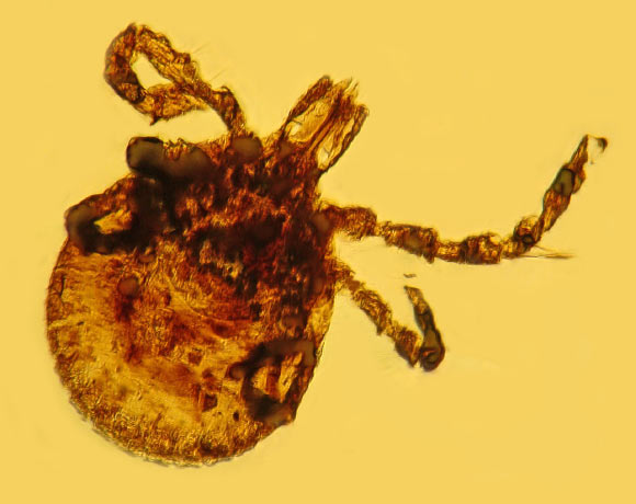 This tick trapped in a piece of 15-million-year-old Dominican amber can carry the type of bacteria that causes Lyme disease. Image credit: George Poinar, Jr. / Oregon State University.