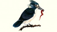 This early bird, Longipteryx, lived during the early Cretaceous period approximately 120 million years ago. Image credit: Allison Elaine Johnson.