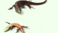 Alopoglossus viridiceps, male, about 5.8 cm long. Image credit: Omar Torres-Carvajal.