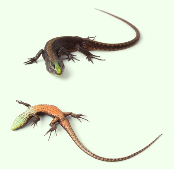 Alopoglossus viridiceps, male, about 5.8 cm long. Image credit: Omar Torres-Carvajal.