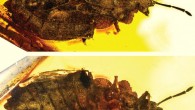 Aradus macrosomus, a 9.2-mm-long female, in dorsal and ventral view. Image credit: Ernst Heiss.