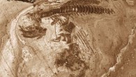 This image shows a near-complete skeleton of the Early Cretaceous ichthyosaur Platypterygius hauthali from the Tyndall Glacier, Chile. Image credit: Wolfgang Stinnesbeck et al.