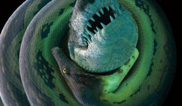 The famous Titanoboa would have been a formidable threat to the newly discovered Anthracosuchus balrogus. Image credit: University of Florida.