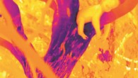 Thermal image of a koala hugging the cool lower limb of a tree, illustrating a posture typically observed during hot weather. Image credit: Natalie J. Briscoe et al.
