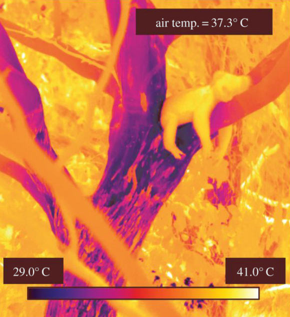 Thermal image of a koala hugging the cool lower limb of a tree, illustrating a posture typically observed during hot weather. Image credit: Natalie J. Briscoe et al.