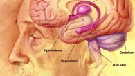 This drawing shows several of the most important brain structures. Image credit: National Institute for Aging.