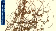 Cissampelos arenicola, herbarium. Image credit: Ortiz RdC / MH Nee.