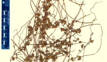 Cissampelos arenicola, herbarium. Image credit: Ortiz RdC / MH Nee.