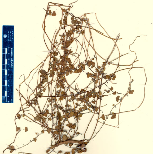 Cissampelos arenicola, herbarium. Image credit: Ortiz RdC / MH Nee.