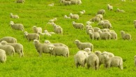 Domestic sheep. Image credit: Jaime Vasquez Sapunar / CC BY-SA 2.5.