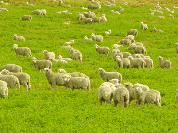 Domestic sheep. Image credit: Jaime Vasquez Sapunar / CC BY-SA 2.5.