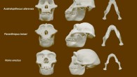Top to bottom: skull reconstructions of the common chimpanzee Pan troglodytes, Australopithecus afarensis, Paranthropus boisei, Homo erectus and Homo sapiens. Scale bar - 10 cm. Image credit: University of Utah.