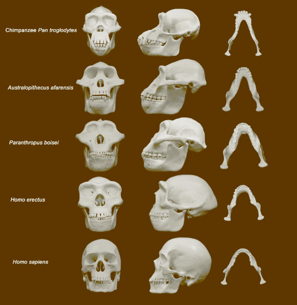 Top to bottom: skull reconstructions of the common chimpanzee Pan troglodytes, Australopithecus afarensis, Paranthropus boisei, Homo erectus and Homo sapiens. Scale bar - 10 cm. Image credit: University of Utah.